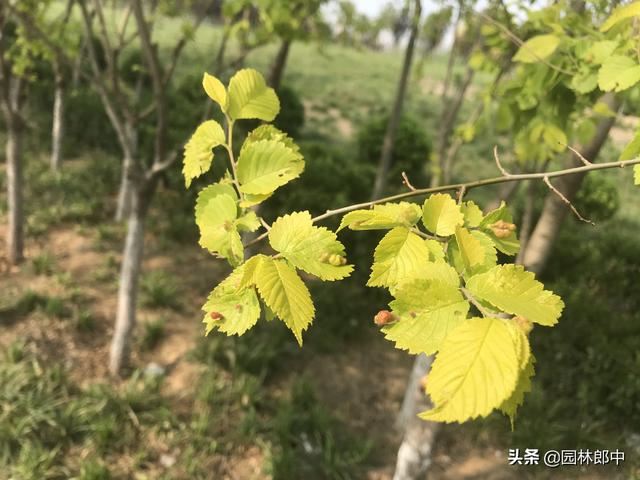 春天，金叶榆树叶子上长了许多酒红色小鼓包，这是怎么回事儿？