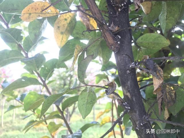 紫薇枝干上有许多小白点，手按一下还出现红色液体，怎么回事儿？