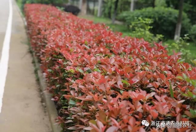 庭院必栽彩叶树-红叶石楠，春季管理要到位，做好“3点”叶片红