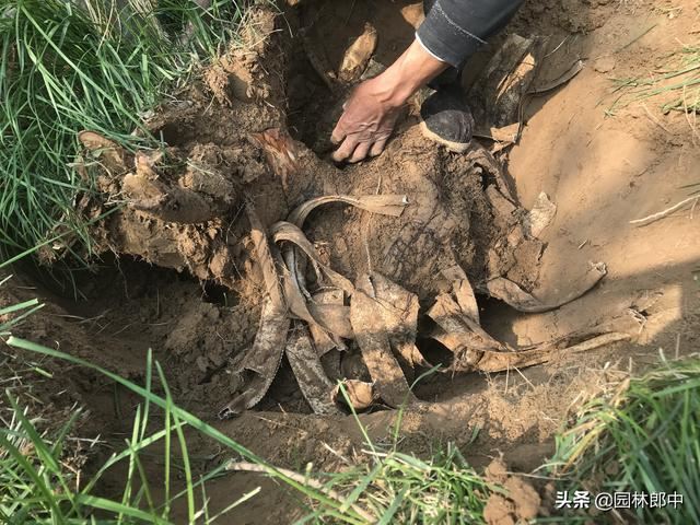 松树松针逐渐干枯、枝梢变秃，怎么回事儿？可能出了这3个问题