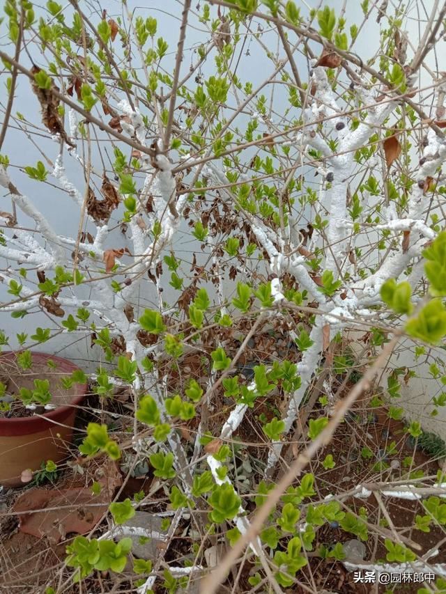 绿篱枝干被白色棉状物包裹，不要不在意，可能是蚧壳虫在危害
