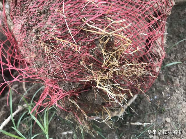 绿化工地海棠树多次移栽、并补栽，成活率还是不高，怎么回事儿？