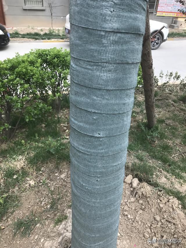 气温越来越高，冬季树木上用来保温的包树布到底用不用拆？