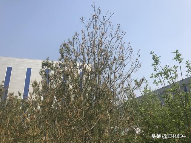 松树松针逐渐干枯、枝梢变秃，怎么回事儿？可能出了这3个问题