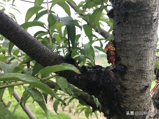 5月份，桃树流胶病进入发病高峰期，及时防治，避免桃树再受伤！