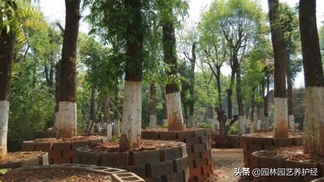 要栽树，这些移栽养护要点要知道