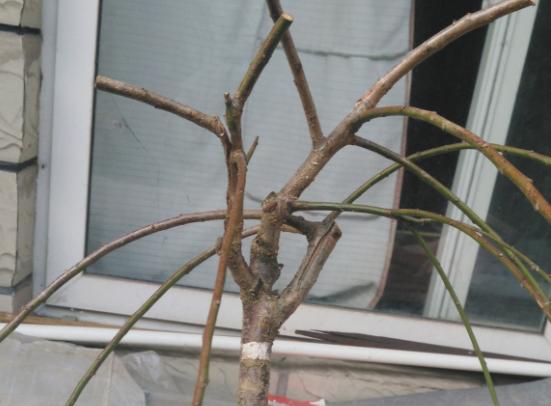 垂枝梅盆景修剪有困难？学会这四个办法，不仅枝条飘逸而且还花多