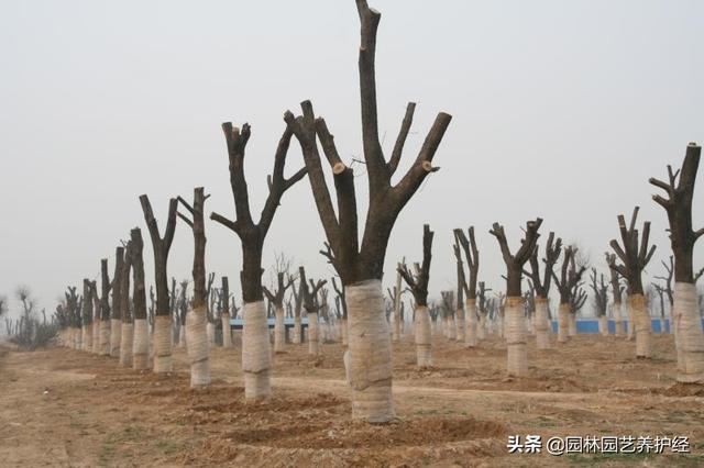 要栽树，这些移栽养护要点要知道