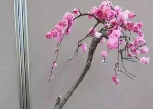 垂枝梅盆景修剪有困难？学会这四个办法，不仅枝条飘逸而且还花多