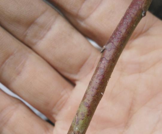 垂枝梅盆景修剪有困难？学会这四个办法，不仅枝条飘逸而且还花多
