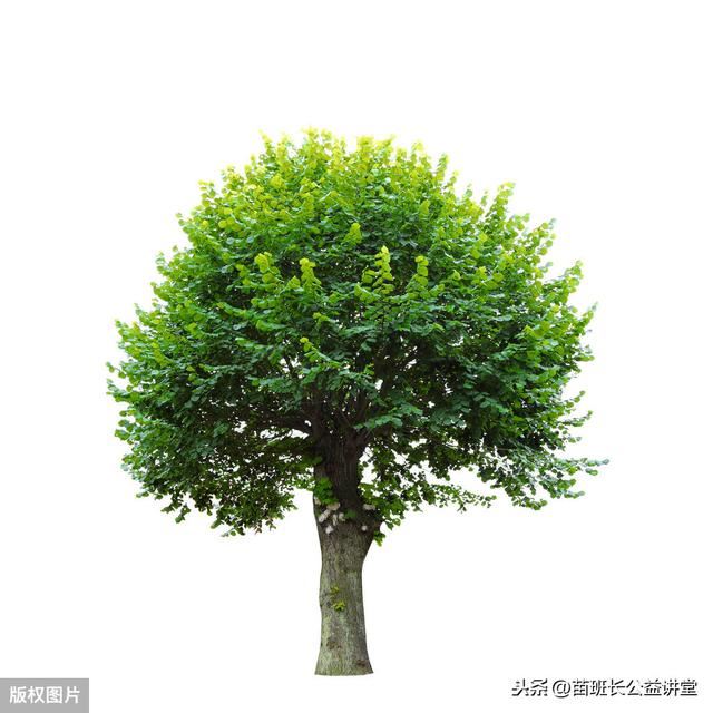 新栽截干树木定型方法，建议收藏哦