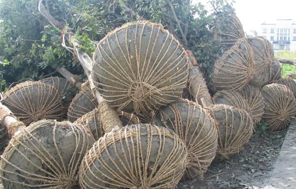 怎样让树苗快生根？新栽苗木快速生根的方法