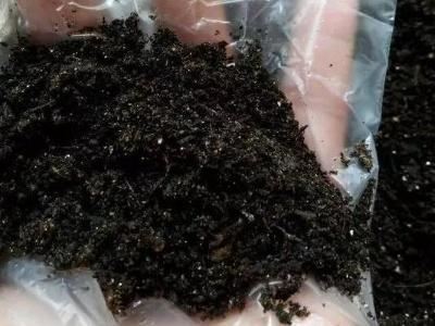 刚买的海棠花怎么种植