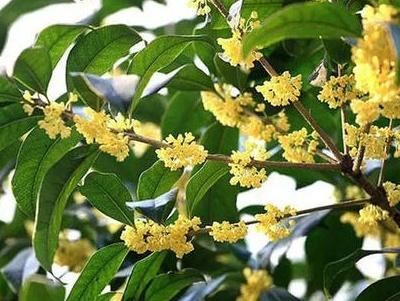 桂花用什么土养好，盆栽桂花怎么换土