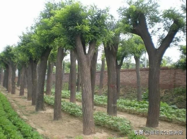 新栽截干树木定型方法，建议收藏哦