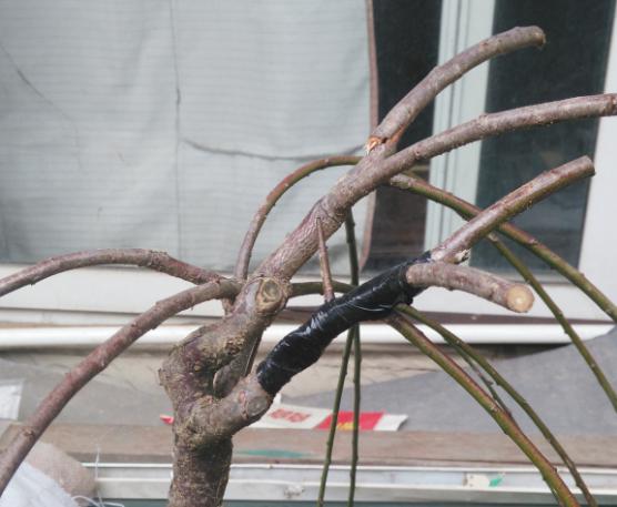 垂枝梅盆景修剪有困难？学会这四个办法，不仅枝条飘逸而且还花多