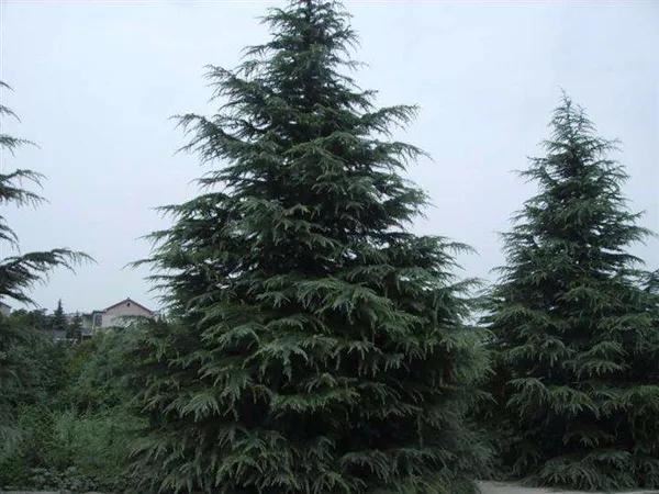 绿化苗木中几个常见品种的修剪方法