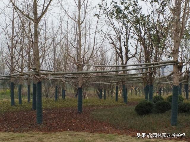 要栽树，这些移栽养护要点要知道