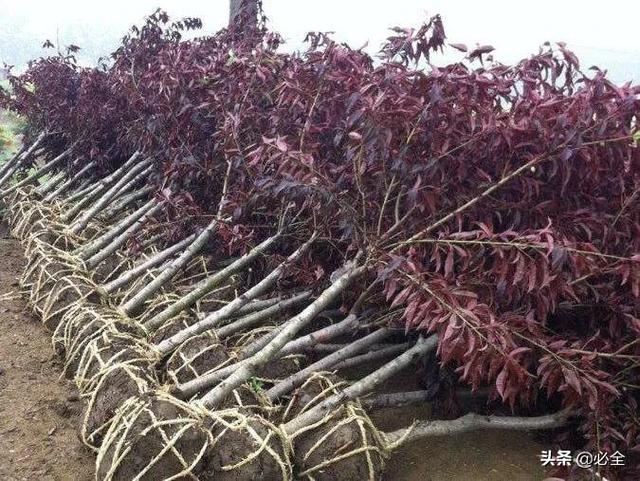 苗木“假活”该怎么解决和预防？进来看看，轻松搞定