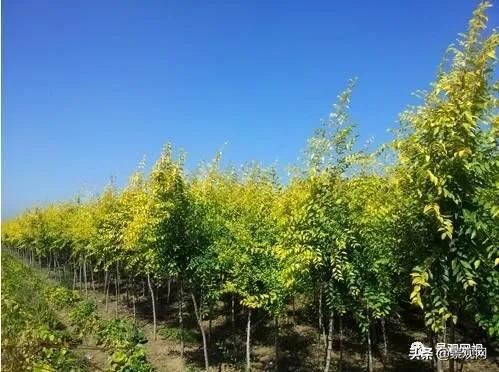 高温对苗木的伤害，有哪些方法可以避免？