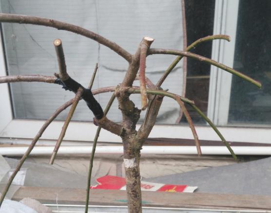 垂枝梅盆景修剪有困难？学会这四个办法，不仅枝条飘逸而且还花多