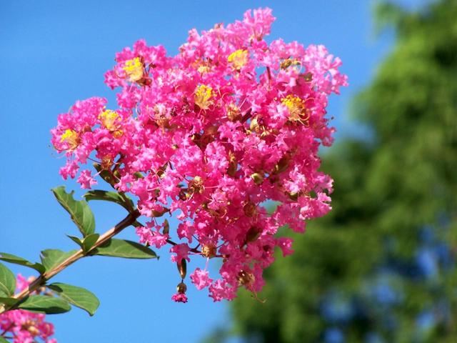 紫薇花开不多？给它“外科整形”，树姿优美，花多花艳、花开多次