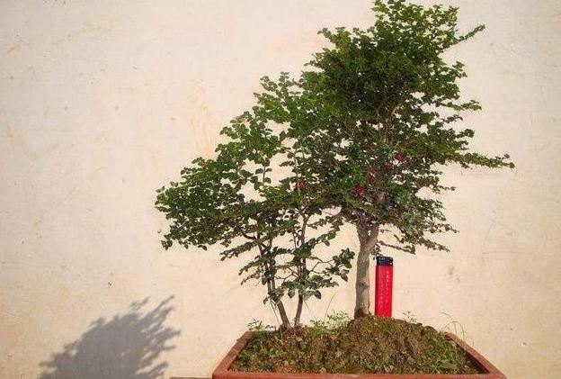 虎刺盆景不好养？那只是你管理方法不当，如此照顾4个方向，果旺