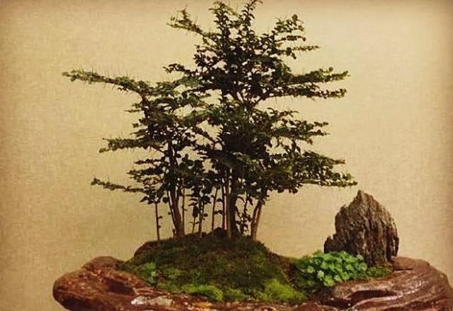 虎刺盆景不好养？那只是你管理方法不当，如此照顾4个方向，果旺