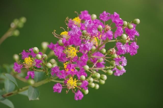 紫薇花开不多？给它“外科整形”，树姿优美，花多花艳、花开多次