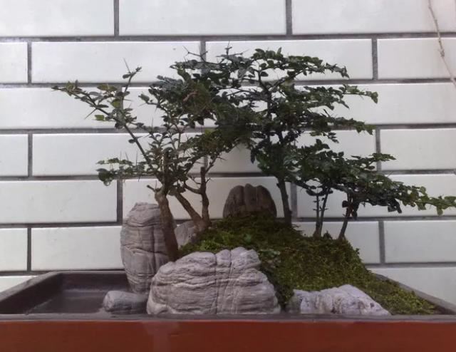 虎刺盆景不好养？那只是你管理方法不当，如此照顾4个方向，果旺