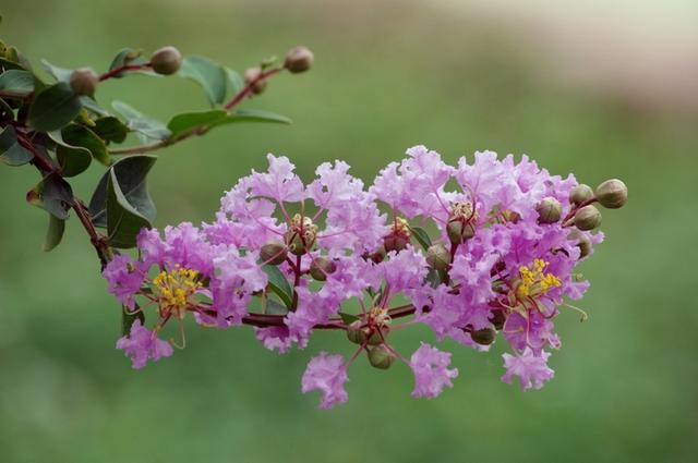 紫薇花开不多？给它“外科整形”，树姿优美，花多花艳、花开多次