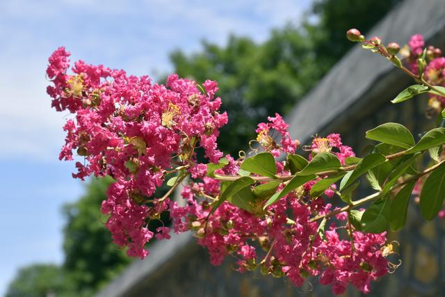紫薇花开不多？给它“外科整形”，树姿优美，花多花艳、花开多次