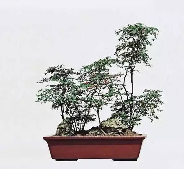 虎刺盆景不好养？那只是你管理方法不当，如此照顾4个方向，果旺