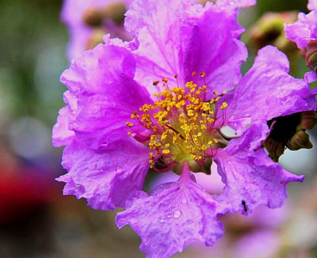 紫薇花开不多？给它“外科整形”，树姿优美，花多花艳、花开多次
