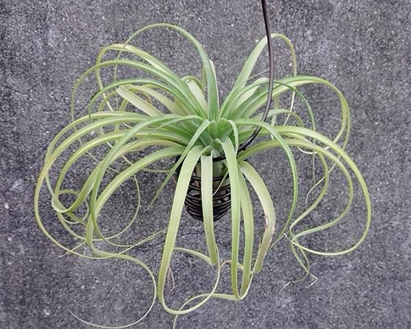 养盆“空气植物”，不用花盆不用土，养护还简单