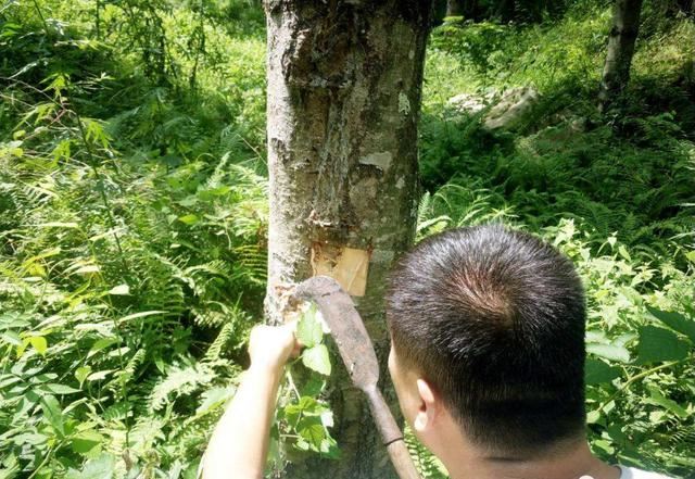 华山松的主要病虫害详细分析，以及铲除虫害的具体措施，来学习下