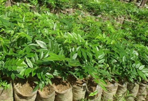 珍贵树种黄花梨栽培技术，病虫防害技术，这几点一定要防护好