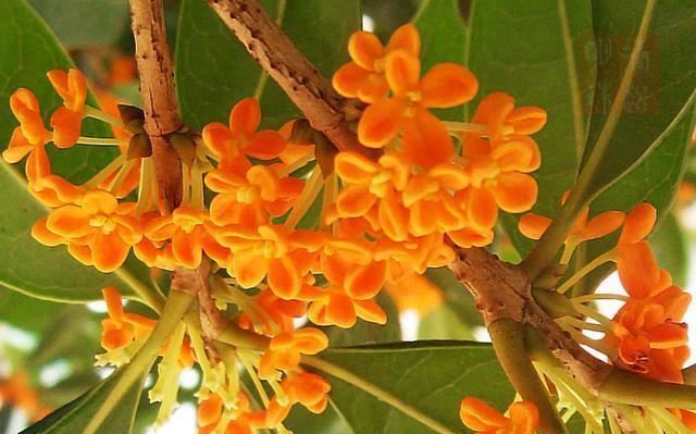 桂花开花没香味，用点“促香”肥，一到花期，香飘满院