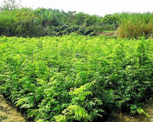 珍贵树种黄花梨栽培技术，病虫防害技术，这几点一定要防护好