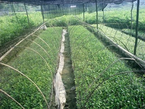 珍贵树种黄花梨栽培技术，病虫防害技术，这几点一定要防护好