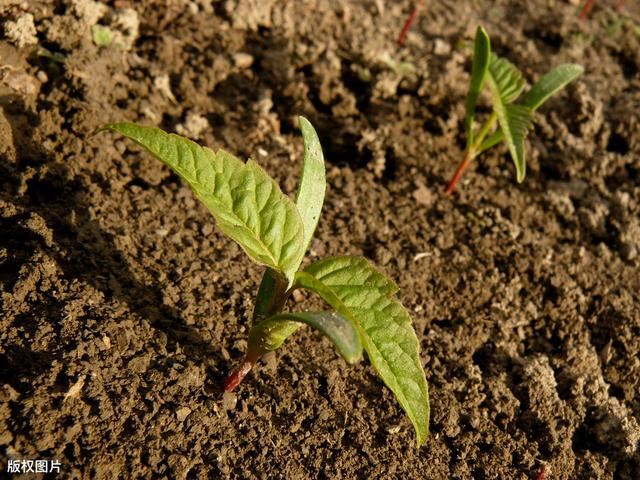 林业种苗管理，抓好林苗管理工作的关键环节，促进林业质量的提升
