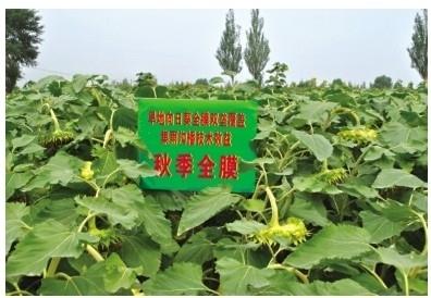 全膜双垄沟播食用向日葵栽培技术