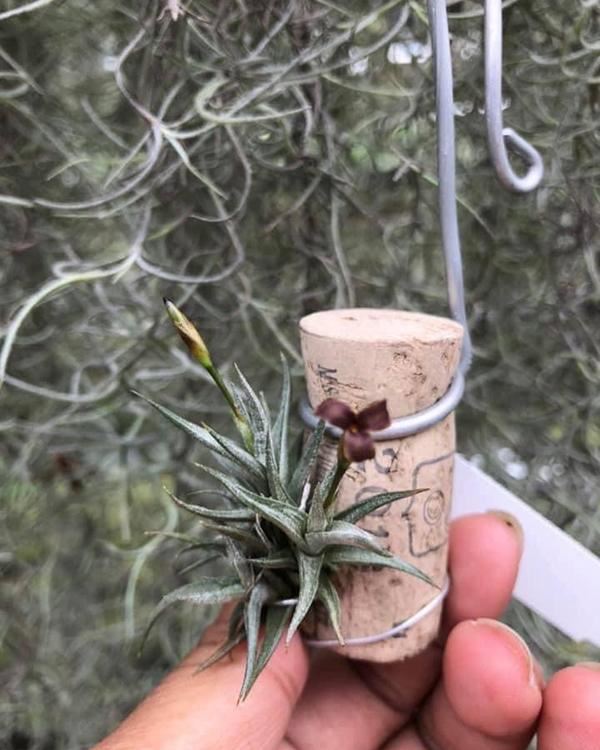 养盆“空气植物”，不用花盆不用土，养护还简单