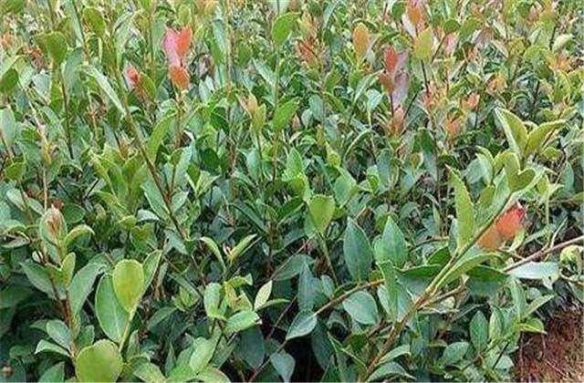 油茶高产种植技术，掌握正确的管理方式，增加油茶产量和出油率