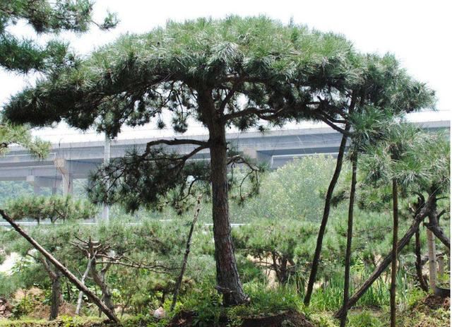 华山松的主要病虫害详细分析，以及铲除虫害的具体措施，来学习下