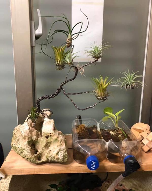 养盆“空气植物”，不用花盆不用土，养护还简单