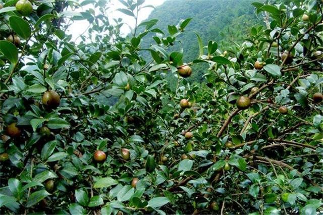 油茶高产种植技术，掌握正确的管理方式，增加油茶产量和出油率