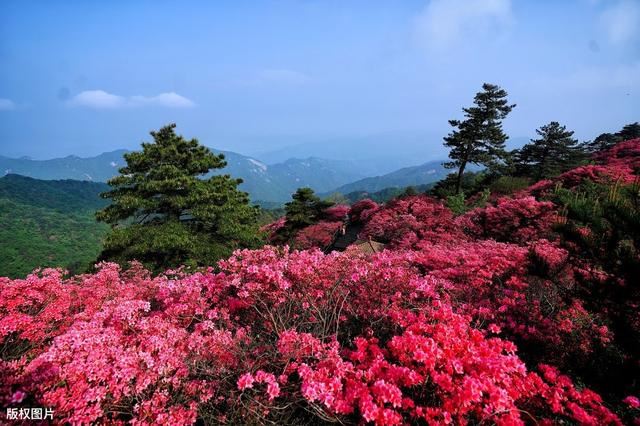 红杜鹃栽培技术，注意这几点，花色艳丽，叶子绿、开花多