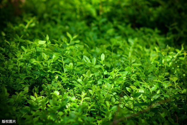 林业种苗管理，抓好林苗管理工作的关键环节，促进林业质量的提升
