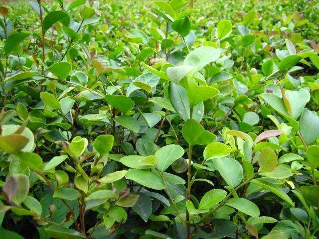 油茶高产种植技术，掌握正确的管理方式，增加油茶产量和出油率